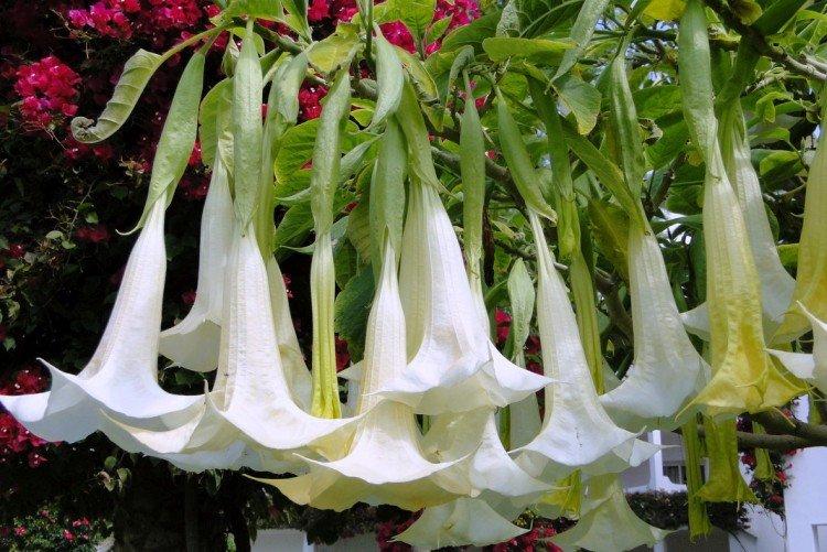 Brugmansia - fotografie Brugmansia - fotografie