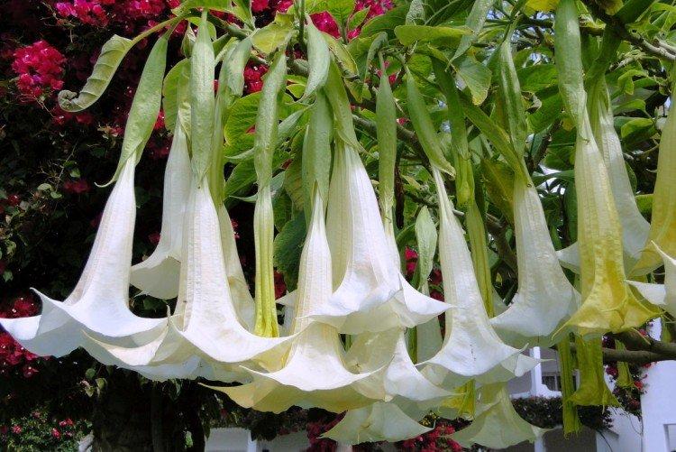 Juhoamerická Brugmansia Juhoamerická Brugmansia