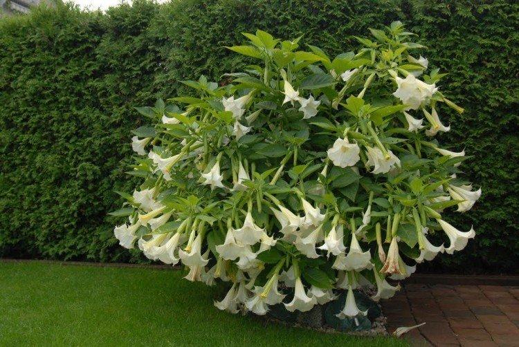 Brugmansia - fotografie Brugmansia - fotografie