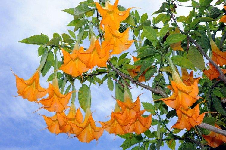 Brugmansia - fotografie Brugmansia - fotografie