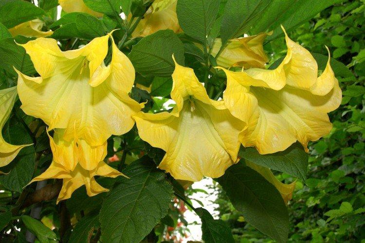 Brugmansia - fotografie Brugmansia - fotografie