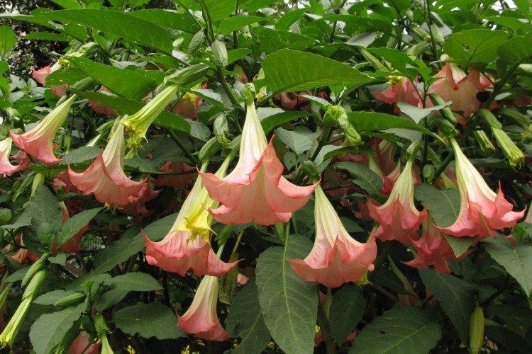 Brugmansia - fotografie Brugmansia - fotografie