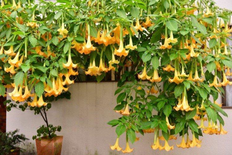 Brugmansia - fotografie Brugmansia - fotografie