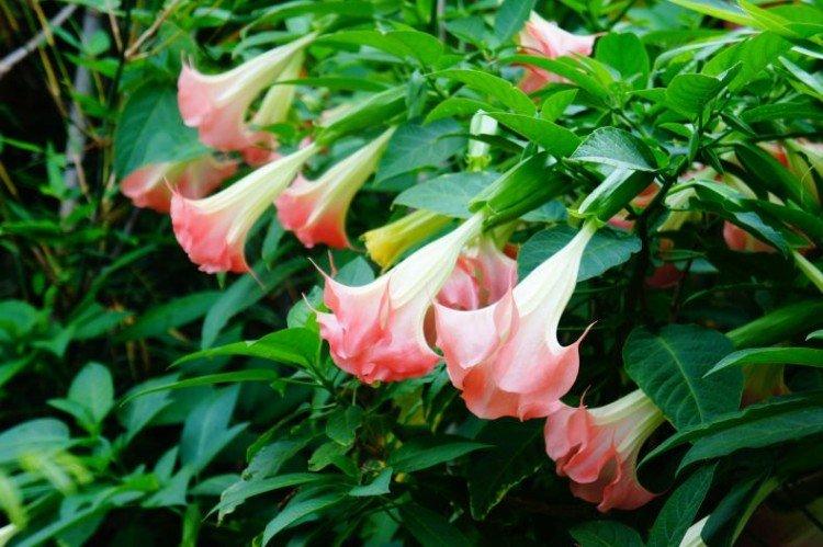 Brugmansia - fotografie Brugmansia - fotografie