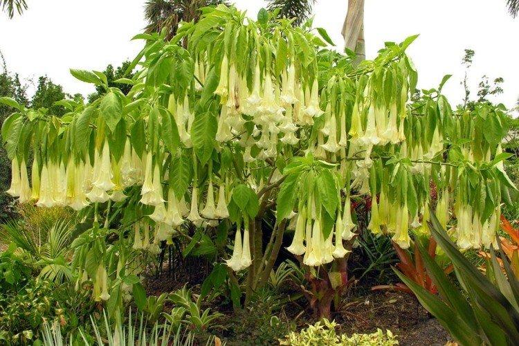 Brugmansia - fotografie Brugmansia - fotografie