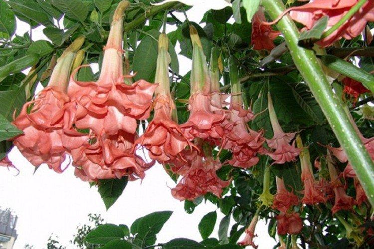 Brugmansia - fotografie Brugmansia - fotografie