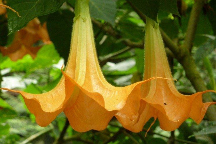 Brugmansia - fotografie Brugmansia - fotografie