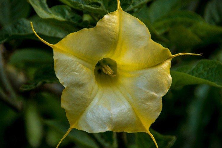 Brugmansia - fotografie Brugmansia - fotografie