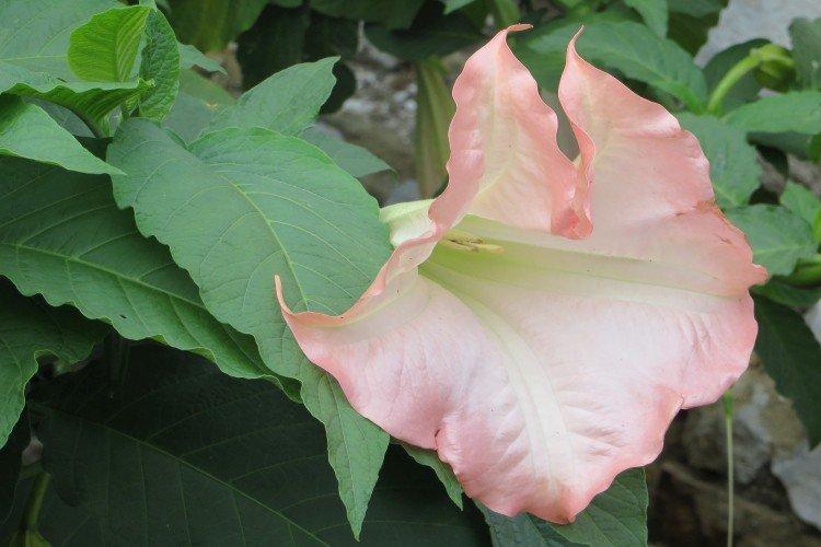 Brugmansia - fotografie Brugmansia - fotografie