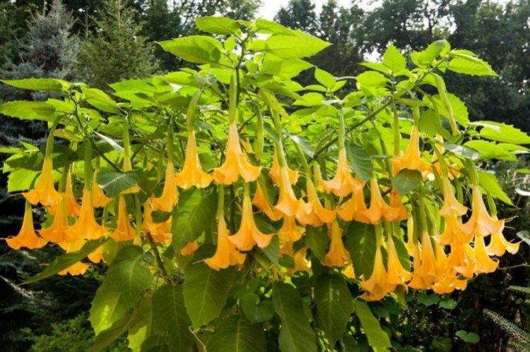 Brugmansia - fotografie Brugmansia - fotografie