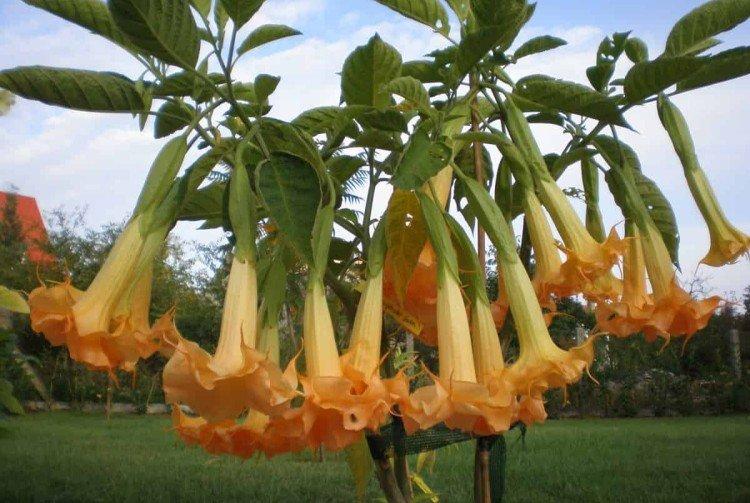 Brugmansia - fotografie Brugmansia - fotografie