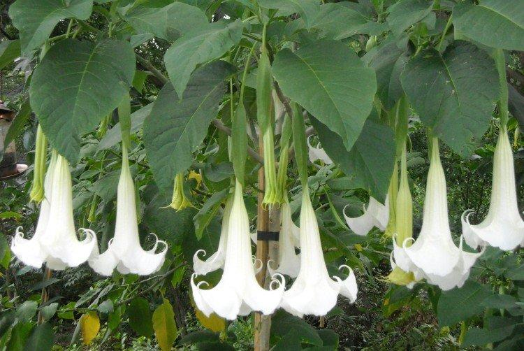 Brugmansia - fotografie Brugmansia - fotografie