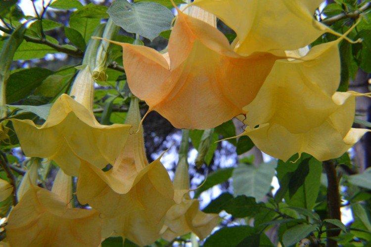Zlatá brugmansia Zlatá brugmansia