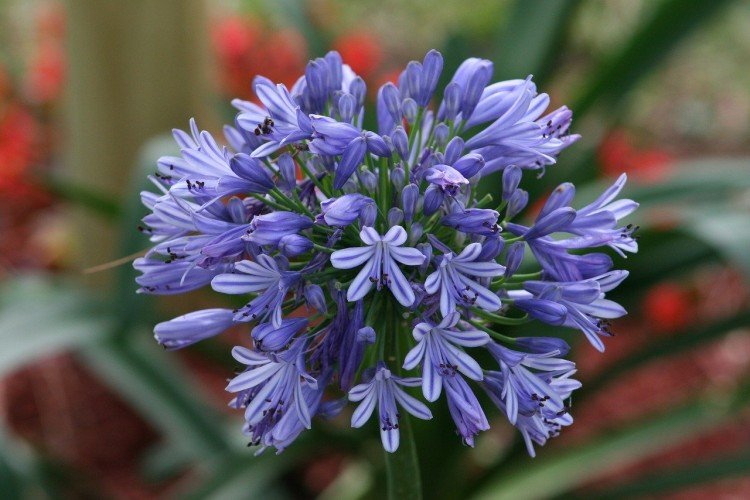 Agapanthus (50 fotografií): druhy, starostlivosť a výsadba na otvorenom poli