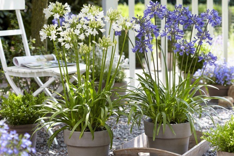 Agapanthus - fotografia Agapanthus - fotografia