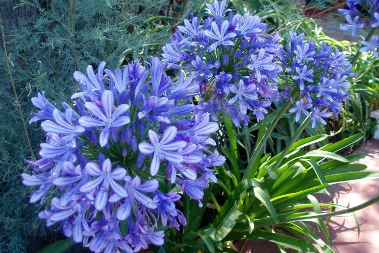 Agapanthus - fotografia Agapanthus - fotografia
