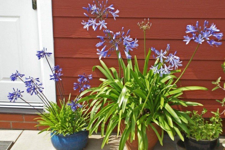 Agapanthus - fotografia Agapanthus - fotografia