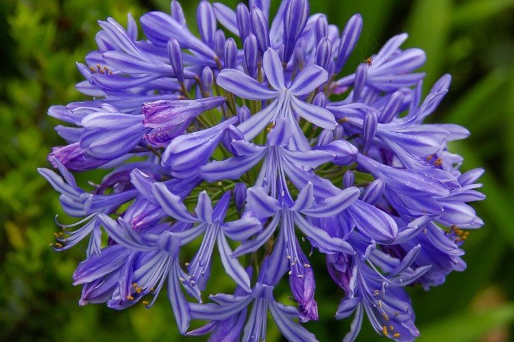 Dáždnik Agapanthus Dáždnik Agapanthus