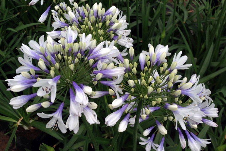 Agapanthus - fotografia Agapanthus - fotografia