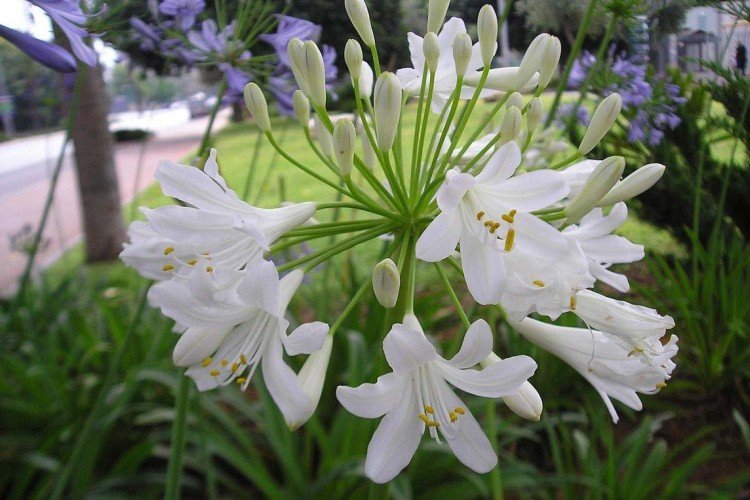 Agapanthus - fotografia Agapanthus - fotografia