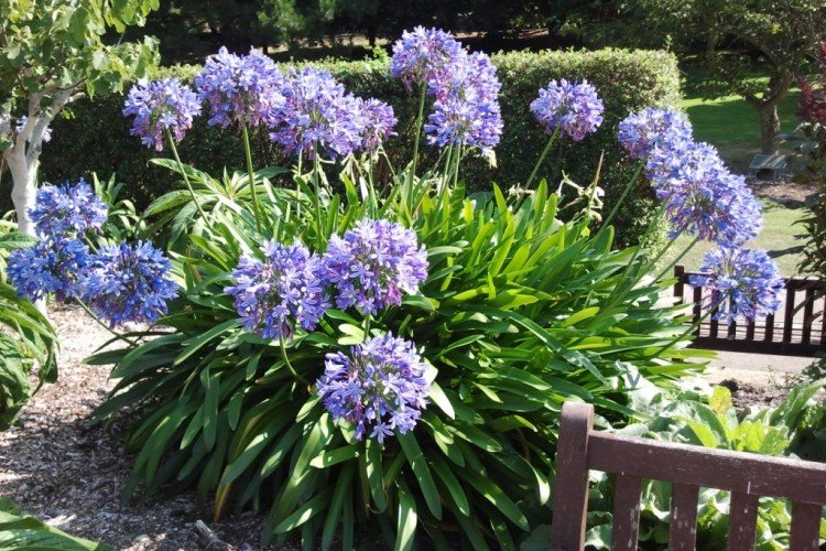 Agapanthus - fotografia Agapanthus - fotografia