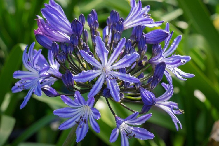 Agapanthus - fotografia Agapanthus - fotografia