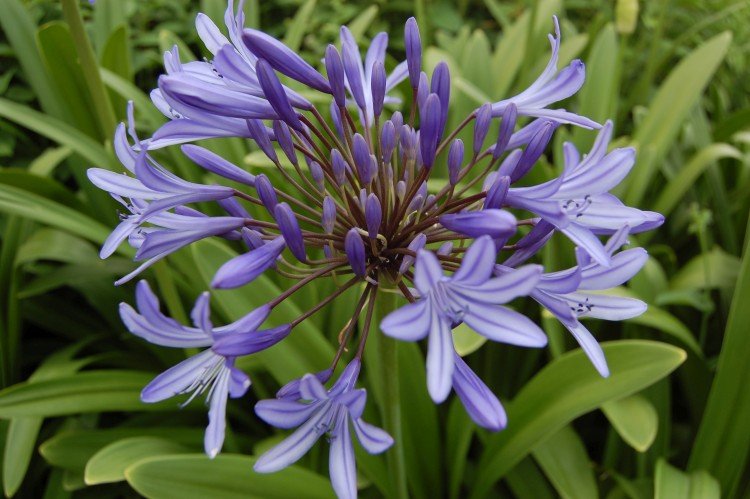Agapanthus - fotografia Agapanthus - fotografia