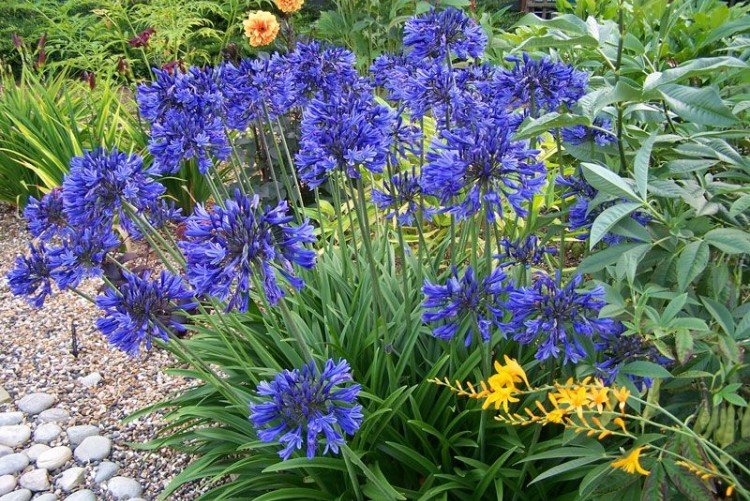 Agapanthus - fotografia Agapanthus - fotografia