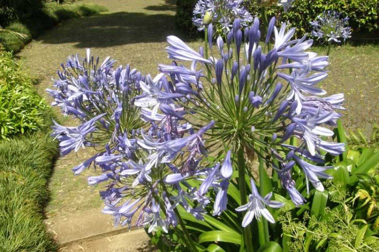 Agapanthus východný Agapanthus východný