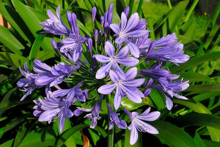 Agapanthus - fotografia Agapanthus - fotografia
