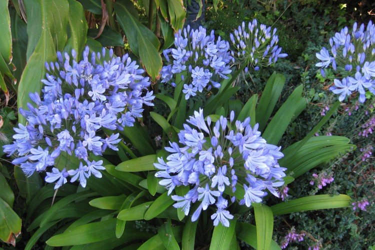 Agapanthus - fotografia Agapanthus - fotografia