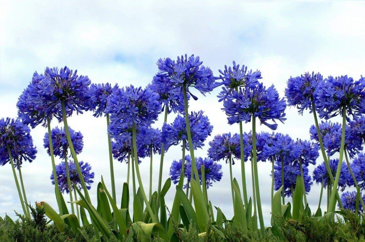 Agapanthus - fotografia Agapanthus - fotografia