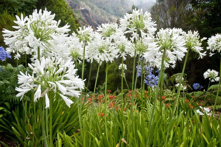 Agapanthus - fotografia Agapanthus - fotografia
