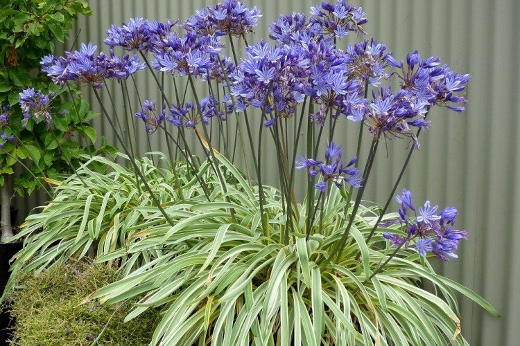 Agapanthus - fotografia Agapanthus - fotografia