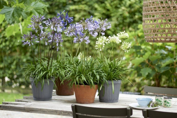 Agapanthus - fotografia Agapanthus - fotografia