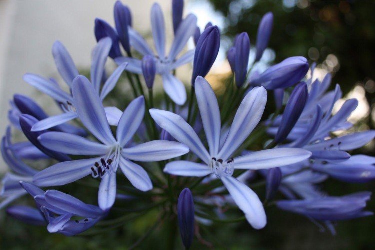 Agapanthus - fotografia Agapanthus - fotografia