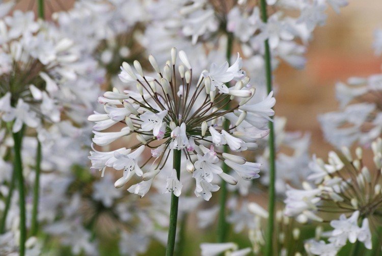 Agapanthus - fotografia Agapanthus - fotografia