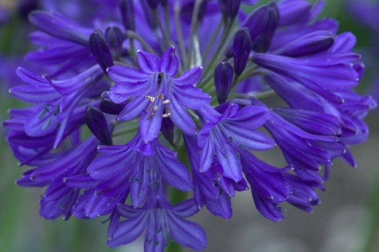 Agapanthus - fotografia Agapanthus - fotografia