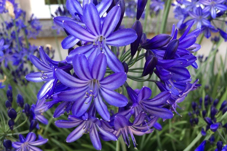 Africký agapanthus Africký agapanthus