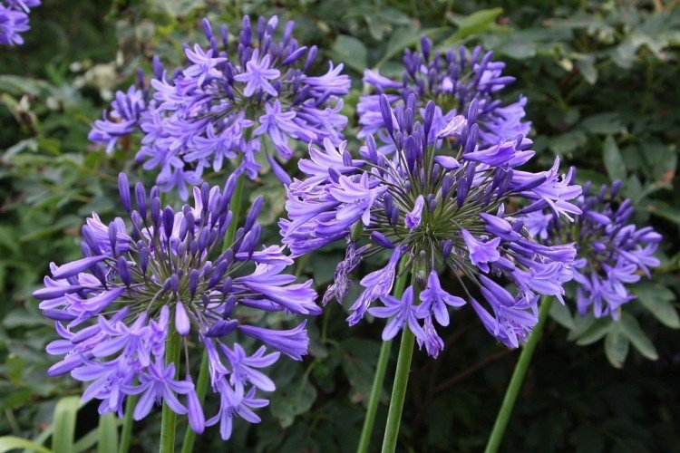 Agapanthus - fotografia Agapanthus - fotografia