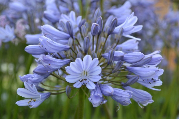 Agapanthus v tvare zvona Agapanthus v tvare zvona