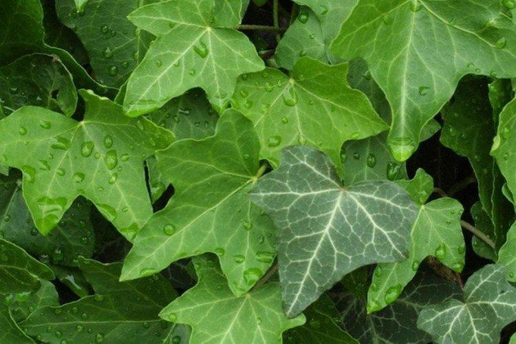 Ivy - foto Ivy - foto