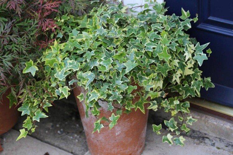 Ivy - foto Ivy - foto