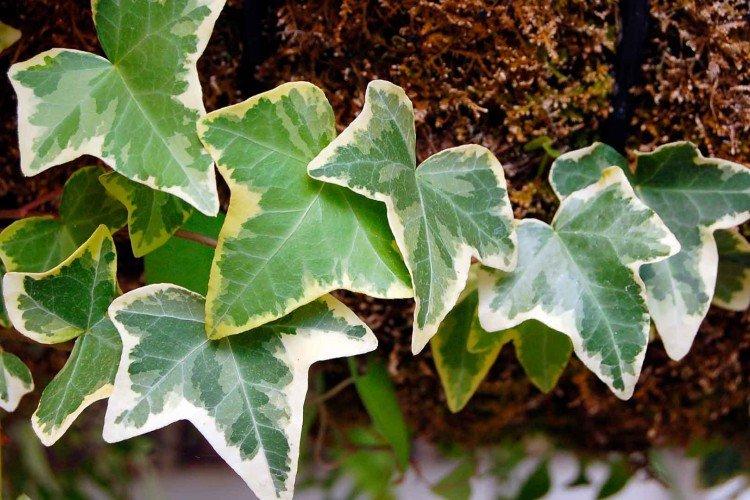 Ivy - foto Ivy - foto