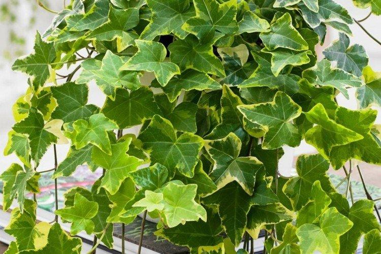Ivy - foto Ivy - foto