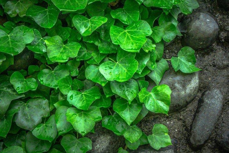 Ivy - foto Ivy - foto
