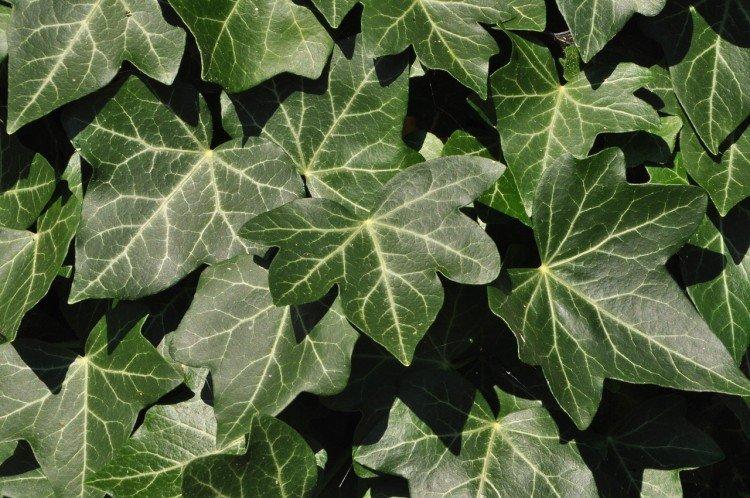 Ivy - foto Ivy - foto