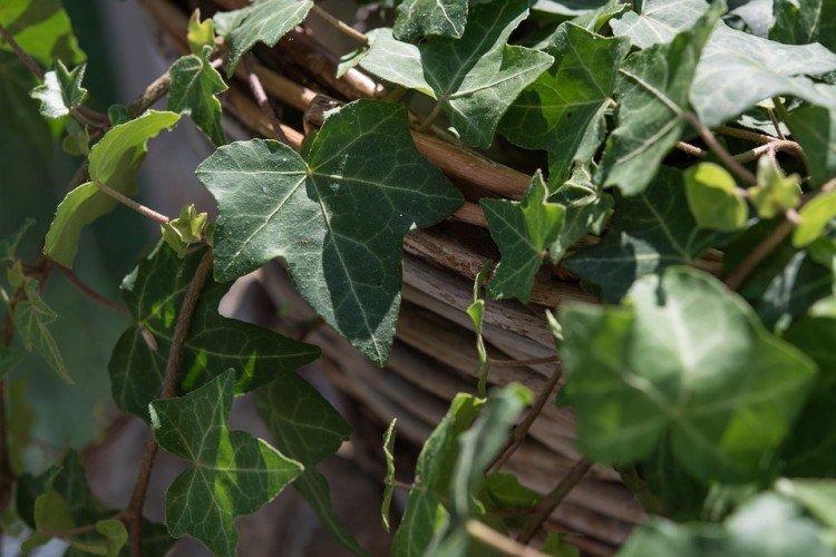 Ivy - foto Ivy - foto