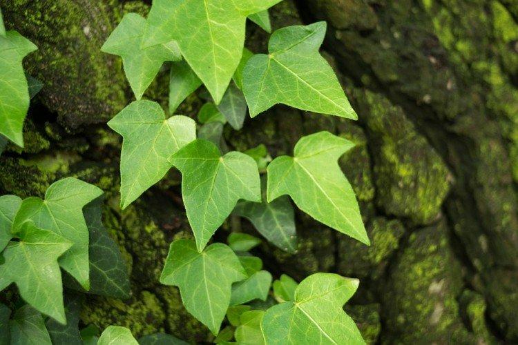 Ivy - foto Ivy - foto