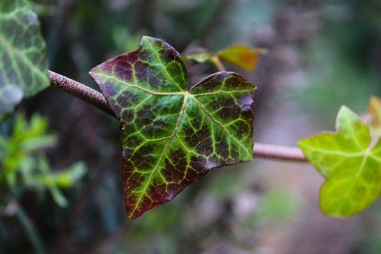 Ivy - foto Ivy - foto